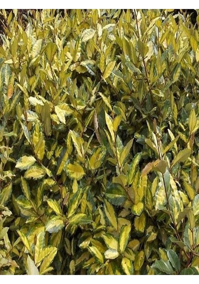 Videolu Süs Iğdesi Fidanı 1 Adet 60-80cm Saksılı Silverberry