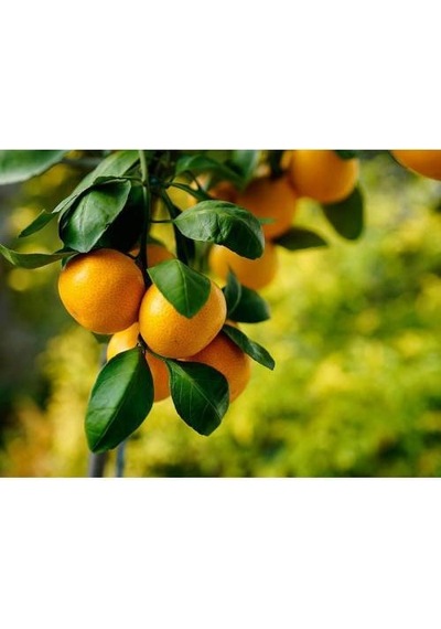 Satsuma Mandalina Fidanı 5 Adet - 3 Yaş Tüplü Fidan