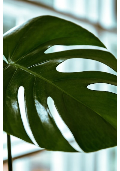 Monstera Deliciosa - Deve Tabanı Canlı Salon Bitkisi - 80 - 100 Cm