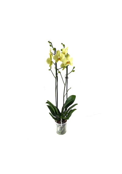 Phalaenopsis 'Alassio' (Sarı Orkide) Ø12 cm 70-80 CM