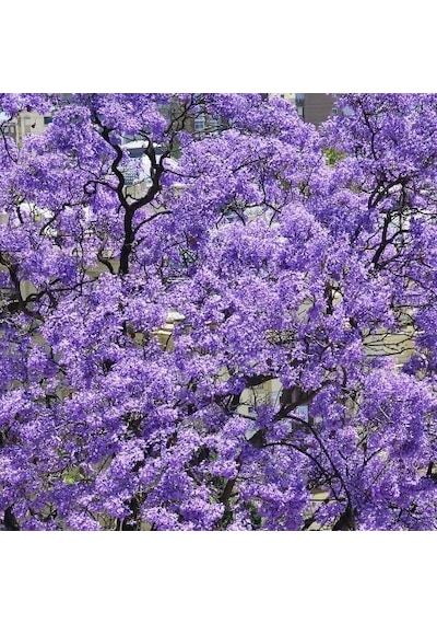 Pavlonya Fidanı Paulownia Tementosa 30-50 Cm 5 Adet