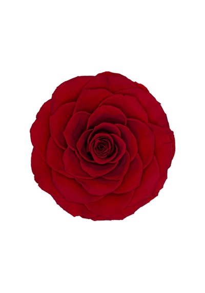 Rose Amor red-02 kırmızı şoklanmış solmaz gül XL