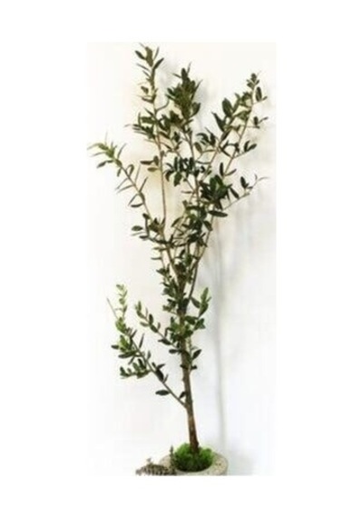 Zeytin Fidanı Gemlik Sofralık ve Yağlık