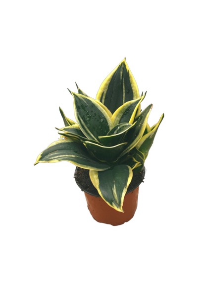 Sansevieria 'yellow Stripe' Paşa Kılıcı Ø10,5 Cm H15-20 Cm