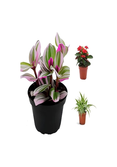 Videolu Pembe Telgraf-milli Dikenler Tacı-kurdele Çiçeği 3adet Saksılı 10-20cm Mini Salon Bitki Seti