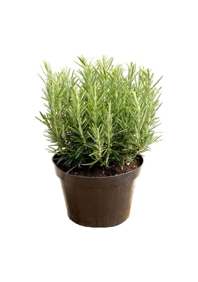 Aromatik Bitki Seti Kekik Itır Biberiye 3 Lü Set