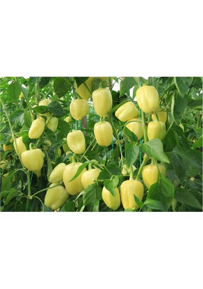 Beyaz Tatlı Dolmalık Biber Tohumu 25 GR