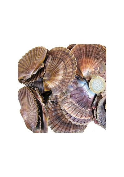 Tahtakale Toptancı Pecten Dıegensis Kiloluk Deniz Kabuğu 1 Kg