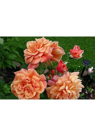 Tüplü Yediveren Kokulu Kayısı Tonlarında Aloha Rose Sarmaşık Gül