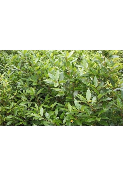 1 Adet Defne Fidanı 10-20 Cm Laurus Nobilis