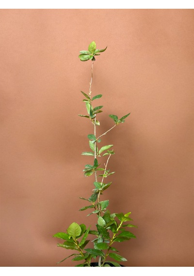Aronya Aronia Melanocarpa 76 Cm Saksılı Meyve Fidanı