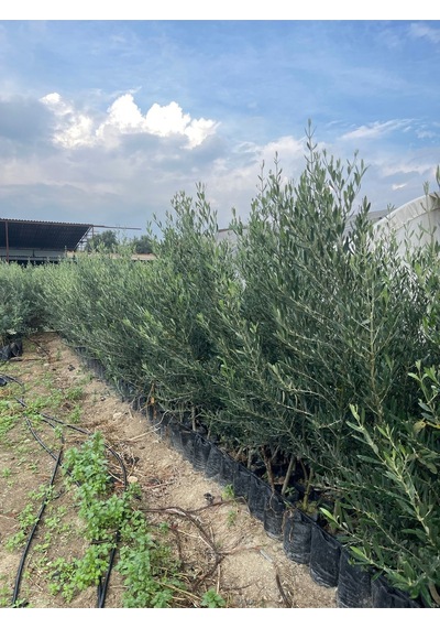 Tüplü Gemlik Zeytin Fidanı 4 Yaş