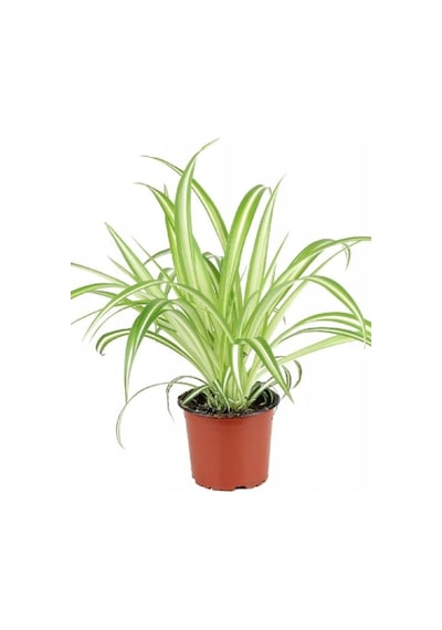 Sarkan Kurdele Çiçeği Chlorophytum Comosum 10-20 Cm