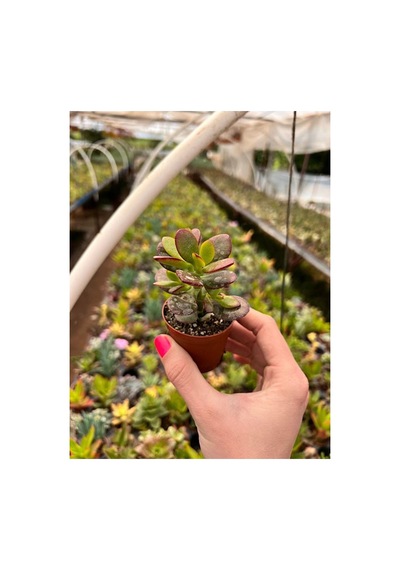 Para Çiçeği Fidanı Crassula Ovata Minor10-20 Cm
