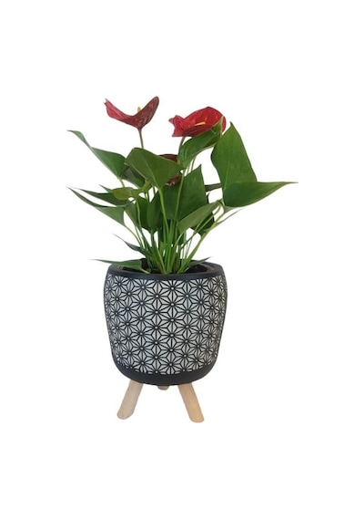 Mini Antoryum Siyah Motif Desenli Saksıda Flamingo Çiçeği