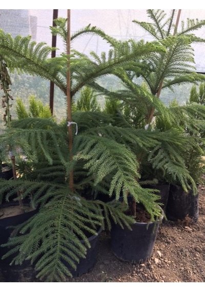 Saksıda Aracoriya arakorya Salon Çamı 90-110 Cm