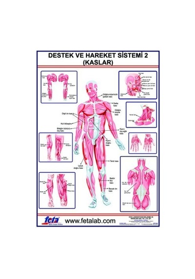 Destek Ve Hareket Sisteminde Kaslar Levhası