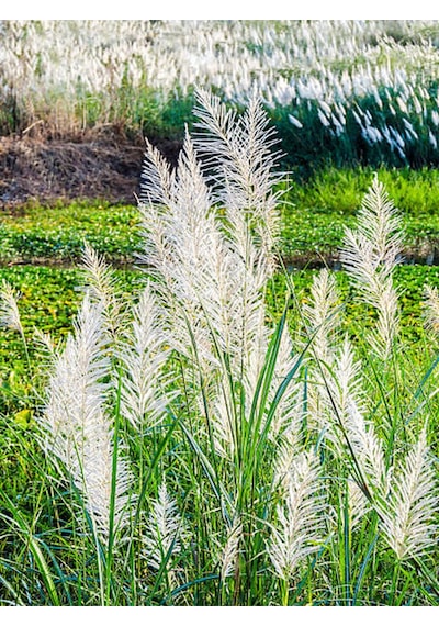 Videolu Beyaz Pampas Saz Çiçeği 60 80 Cm 1 Adet Saksılı Dış Mekan Bitkisi Cortaderia Selloana