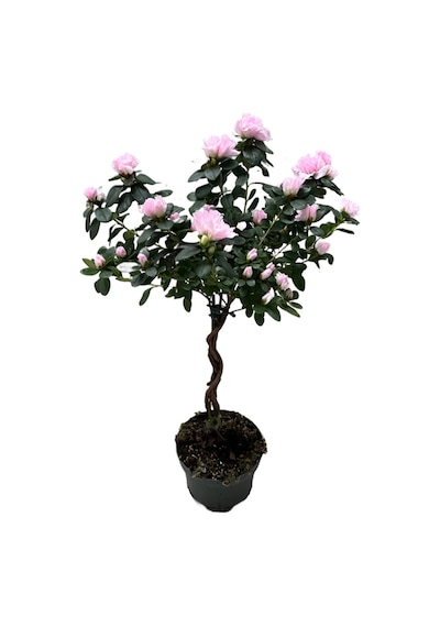 Rhodendron Indicum 'sugar Pink' Açelya Çiçeği