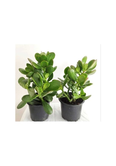 Para Sukulenti Crassula Ovata Bonsai Para Ağacı 2 Adet