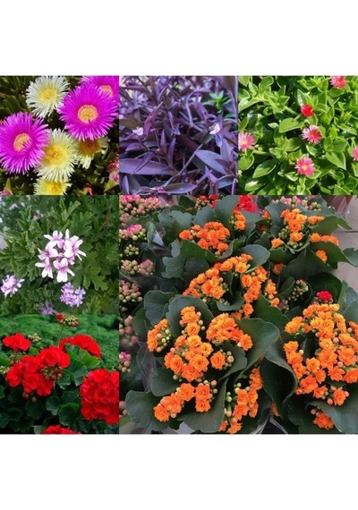 6 Çeşit Mezarlık Çiçeği Fidanı 10-20 Cm