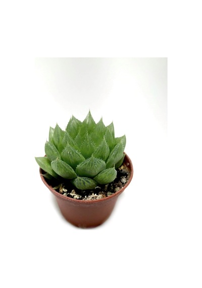 Serada Decor Plant Sukulent Haworthia Cooperi