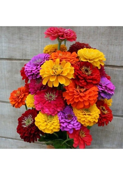 30 Adet Karışık Renkli Zinnia Çiçeği Tohumu