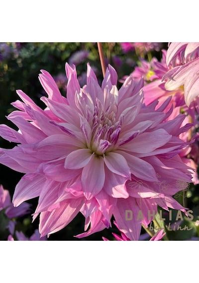 Nadir Tür Labyrinth Twotone Dahlia Yıldız Yumrusu (1 adet)