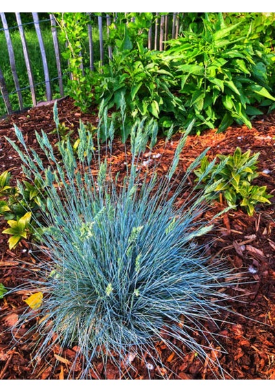 Videolu Mavi Osmanlı Çimi Fidanı 3 Adet Saksılı 20-40 Cm Bahçe Bitkisi Festuca Glauca