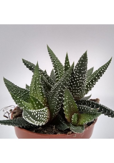 Haworthia Pumila 15 Adet