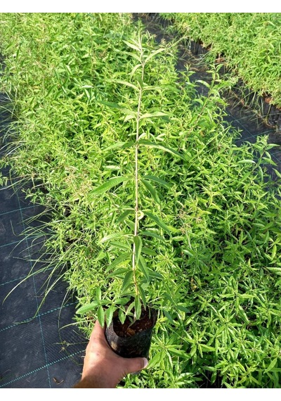 Melisa Çiçeği Fidanı 3 Adet - Cestrum Nocturnum N11.527