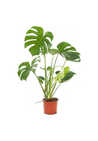 Deve Tabanı 60 80 Cm Monstera Deliciosa Ev Bitkisi Ofis Bitkisi Salon Bitkisi