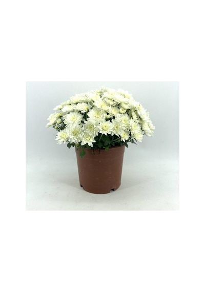 Krizantem Çiçeği Fidanı Chrysanthemum Beyaz 10-20 Cm