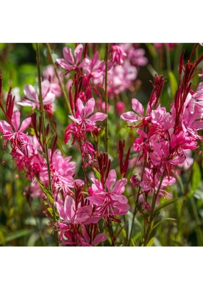 Pembe Gavura Çiçeği Fidanı 1 Adet Saksılı 40-70 Cm Bahçe Bitkisi Gaura