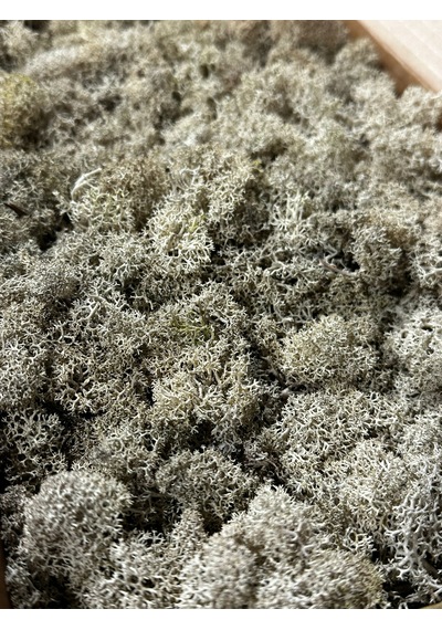 Reindermoss Şoklanmış Norveç Yosunu Terarium Yosunu Natural Green 500 Gr.