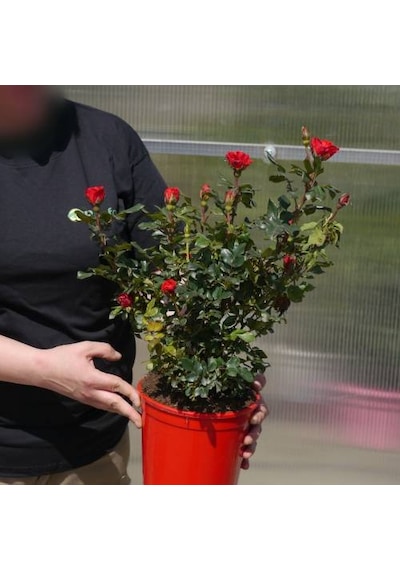 Yediveren Saksılı Kırmızı Gül –20-30cm
