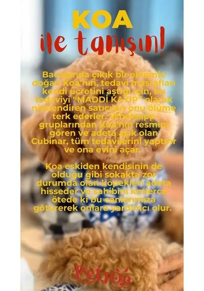 Petjoo 14.Koa Kırmızı-Sarı Qr'lı Köpek Künyesi