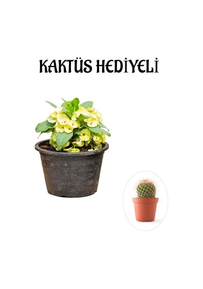 Sarı Çiçekli Milli Dikenler Tacı Kaktüs Sevgililer Gününe Özel Kaktüs Hediyeli
