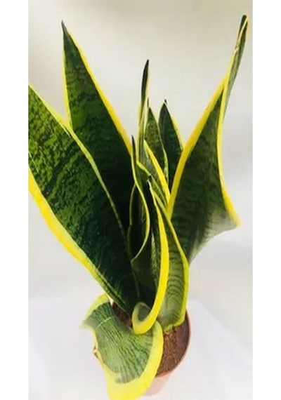 1 Adet Kılıç Çiçeği Fidanı 20-40cm Saksılı Çiçekli Bodur Bitkiler Gladiolus