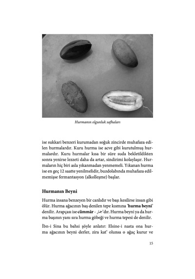 Hurma Risalesi: Doğumdan Ölüme Şifa Deposu - Anti-diyabet, Anti-oksidan, Anti-kanser, Anti-mikrobiyal Ve Üreme Destekleyici Mucize Meyve: Hurma