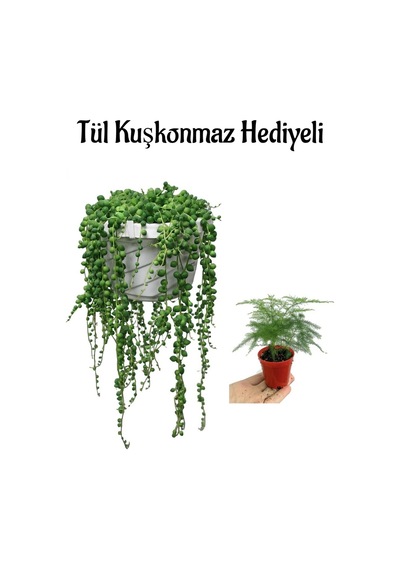 Tespih-boncuk- Bezelye Çiçeği Sevgililer Gününe Özel Tül Kuşkonmaz