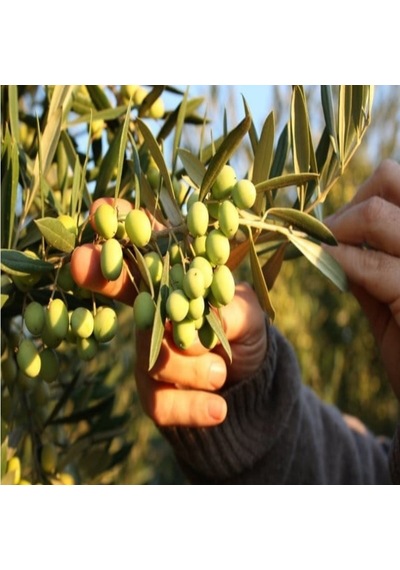 Tüplü Erkenci Meyve Verme Yaşında Koroneiki Bodur Zeytin Fidanı