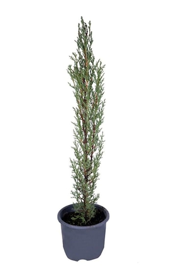 Videolu Kara Servi Mezarlık Servisi 35 45cm 1 Adet Saksılı Dış Mekan Bitkisi Cupressus Sempervirens