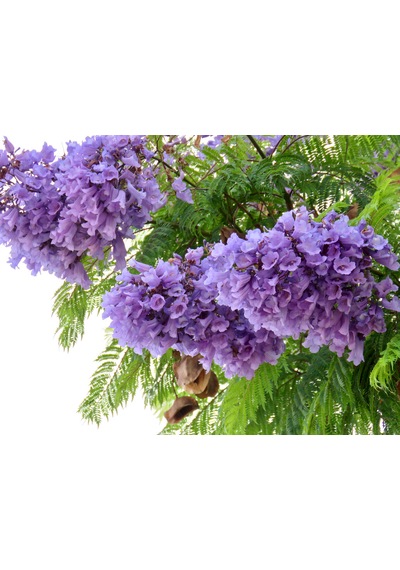 Jakaranda Fidanı 60-80 Cm