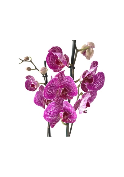 Phalaenopsis 'Budapest' (Fuşya Orkide) Ø12 CM 70-80 CM