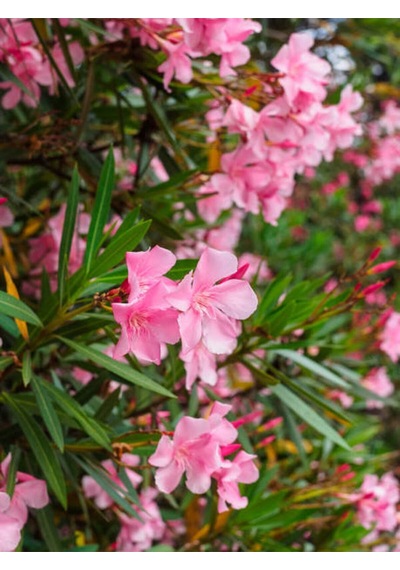 Videolu Pembe Zakkum Çiçeği 50 70 Cm 1 Adet Saksılı Çiçekli Bahçe / Balkon Bitkisi Nerium Oleander