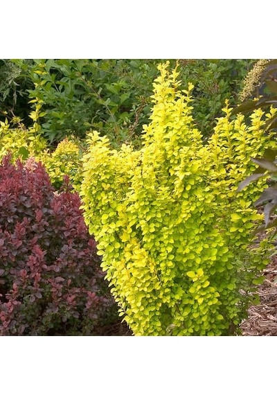 Sarı Berberis - Renkli Çit Bitkisi Sarı Berberis - Renkli Çit Bit