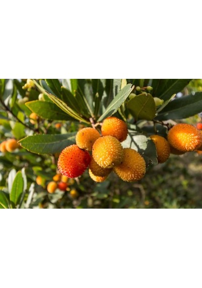 Dağ Çileği Fidanı 40 - 60 Cm - Tüplü