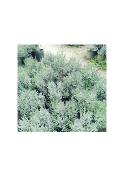 Lavanta Fidanı Angustifolia 10 Luk Saksıda 10-20 Cm