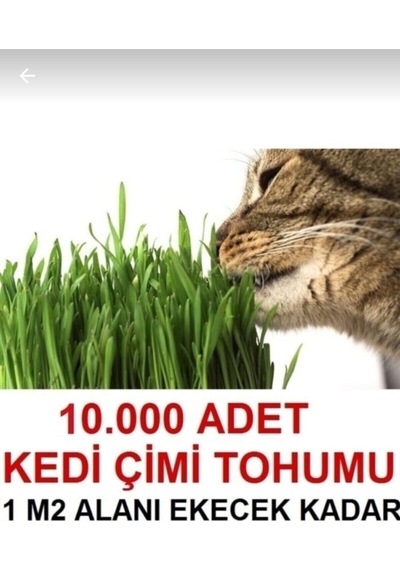 1 M2 Alana Yetecek Kadar Kedi Yemi Çim Tohumu